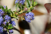 /album/macro/a0026320-ok-jpg/